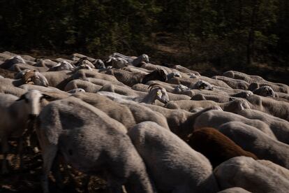 Las ovejas caminan juntas hacia el cobertizo donde pasan la noche.
