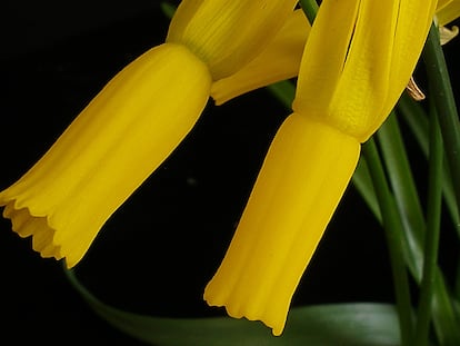 Bellas flores del 'Narcissus cyclamineus', especie que se creyó extinguida, pero que hoy está localizada en Portugal y Galicia.