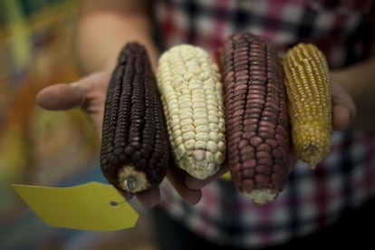 El consumo de las necesidades de maíz y trigo ha aumentado durante las décadas. Se calcula que en el mundo, alrededor del 70% de las variedades de trigo sembradas tienen origen en Cimmyt.