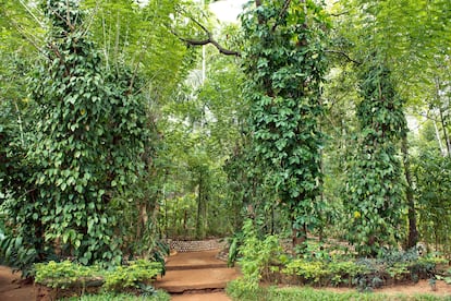 El jardín de las especias de Matale.