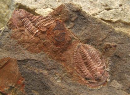 El ojo complejo fósil en el yacimiento, entre dos trilobites.