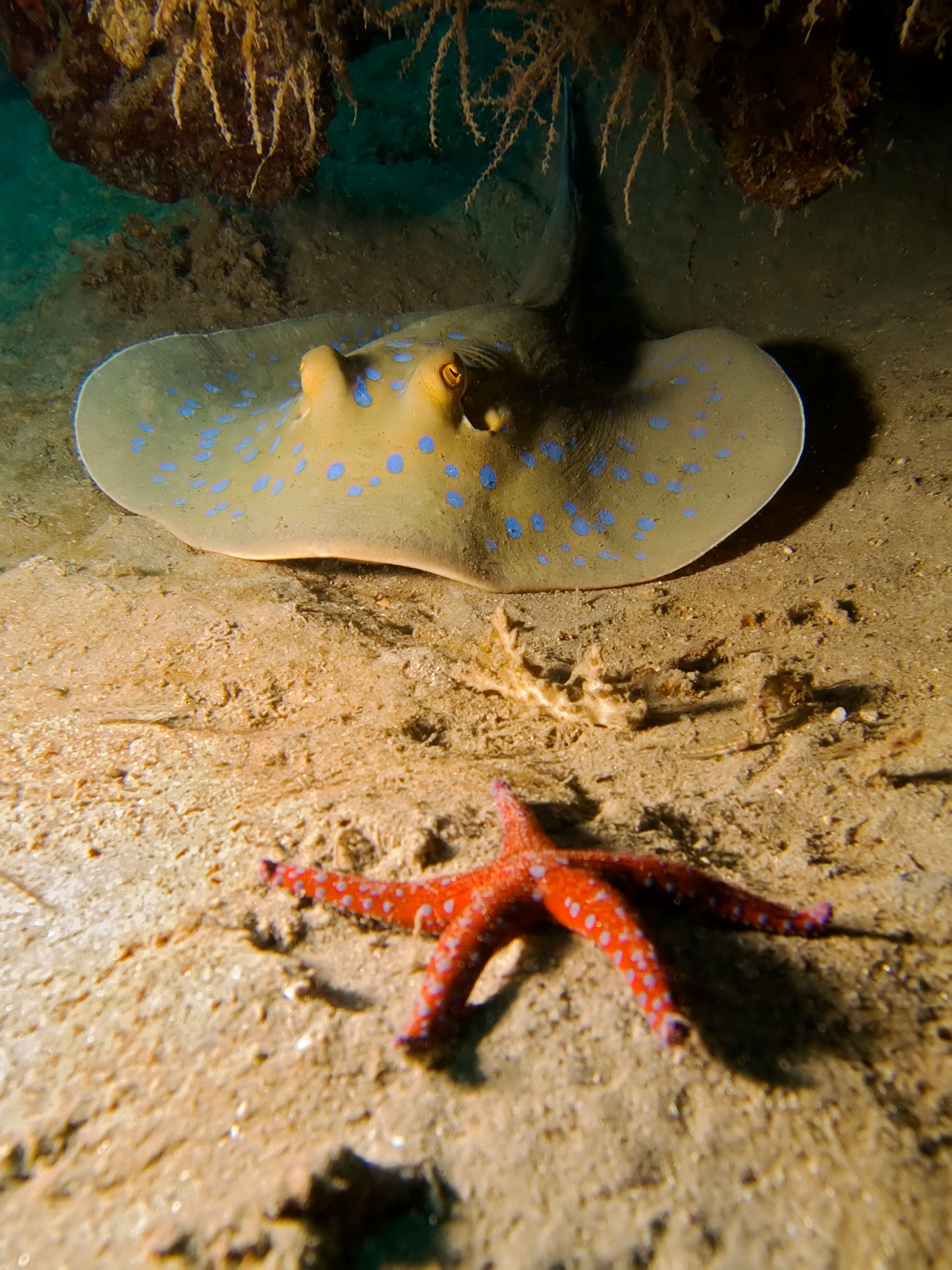 La bahía de Na’ama, donde sus aguas cristalinas y la variedad de peces exóticos que recorren los coloridos arrecifes de coral han hecho de esta zona un paraíso del buceo.