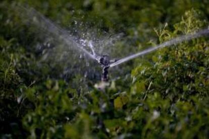 Los embalses de la cuenca del Duero, que abarca la mayor parte de Castilla y León, almacenan un 80 por ciento más de agua que el año pasado por estas fechas, lo que está permitiendo que la campaña de riegos agrícolas se desarrolle con normalidad.