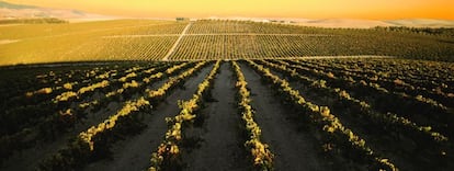 Vi&ntilde;as de Sanl&uacute;car de Barrameda al atardecer.