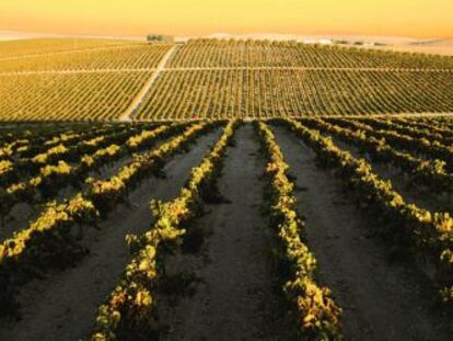 Vi&ntilde;as de Sanl&uacute;car de Barrameda al atardecer.