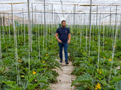 Sergio Ruiz Martín rocía su cultivo de calabacín con aminoácidos para facilitar la polinización de las flores en su invernadero de Las Norias (Almería).