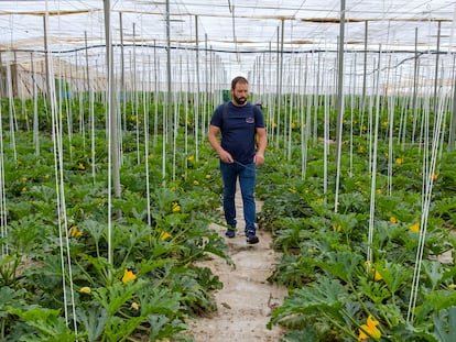 Sergio Ruiz Martín rocía su cultivo de calabacín con aminoácidos para facilitar la polinización de las flores en su invernadero de Las Norias (Almería).