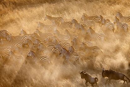 &quot;Cebras y &ntilde;us, en constante movimiento en busca de los mejores pastos, protagonizan una de las mayores migraciones de mam&iacute;feros&quot;. Serengueti-Masai Mara. 300 mm f5 1/800 ISO 40