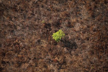 Una vista aérea muestra una parcela deforestada del Amazonas cerca de Porto Velho (Brasil), el 10 de septiembre de 2019. La organización no gubernamental Instituto de Pesquisa Ambiental de la Amazonía (IPAM), emitió un comunicado en el que asocia la deforestación como la razón principal del creciente número de incendios. "El número de focos de calor registrado en la Amazonía ya es un 60% superior al de los últimos tres años y ese pico tiene relación con la deforestación y no con una sequía más fuerte como podría suponerse", denunció la organización y agregó que los incendios provocados por agricultores y criadores de ganado se pueden salir de control.