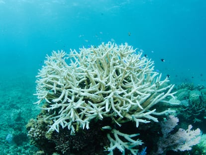 The Great Barrier Reef in Australia, during a bleaching episode, exemplifies the problems of biodiversity loss.