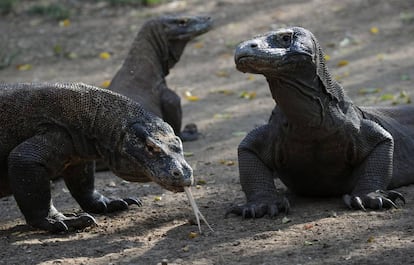 Dragones de Komodo, en el Parque Nacional del mismo nombre.