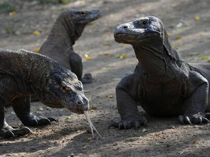 Dragones de Komodo, en el Parque Nacional del mismo nombre.