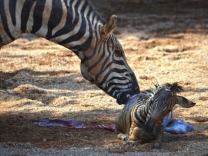 Los cuidadores actuaron en menos de 20 segundos para salvar la vida del animal