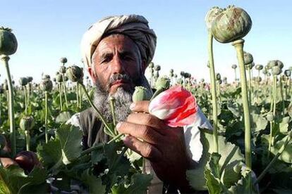 Un agricultor afgano inspecciona su cosecha de amapola en Essazai Kili, provincia de Helmand.