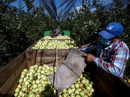 Trabajadores cosechan manzanas en una granja de producción, en Coahuila.