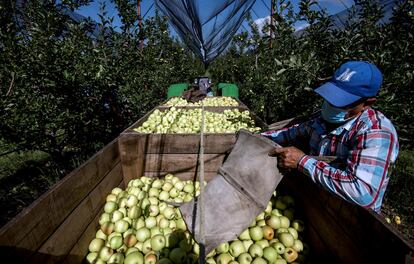 Trabajadores cosechan manzanas en una granja de producción, en Coahuila.