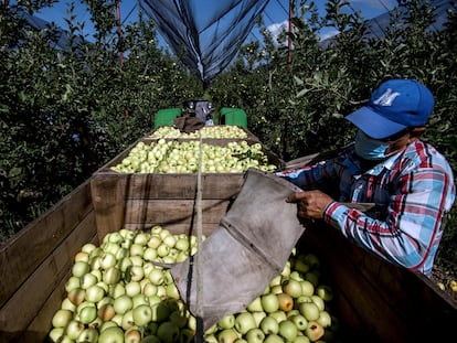 Trabajadores cosechan manzanas en una granja de producción, en Coahuila.