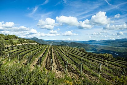 Viñedos en la zona más alta de la zona de Castell d’Encus. Plantación de Pinot Noir.
