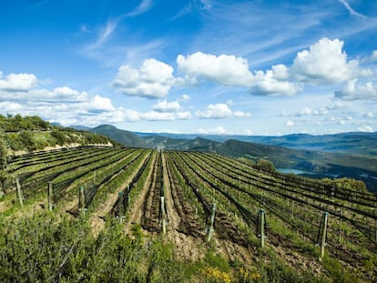 Viñedos en la zona más alta de la zona de Castell d’Encus. Plantación de Pinot Noir.