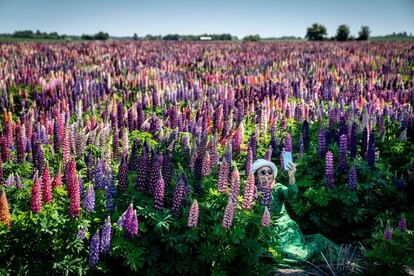 Una mujer se toma un selfi en un campo de altramuces en plena floración cerca de Sollested, en la isla de Lolland, Dinamarca.