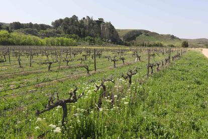 Viñas de Licinia, en Morata de Tajuña, junto al castillo de Cassasola.