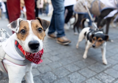 Aplicaciones para cuidar de tu perro o gato