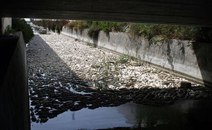 Una masa de peces muertos flotaba ayer sobre el agua de uno de los canales del río Segura en Guardamar.