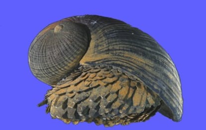 Distintiva concha del molusco gasterópodo <i>Crysomallon squamiferum</i>, recientemente descubierto en las chimeneas hidrotermales de Kairei, en el océano Índico.