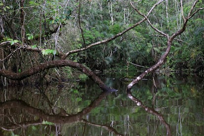 Vista de la selva amazónica en la laguna del Parque Nacional Yasuní, en Ecuador. 