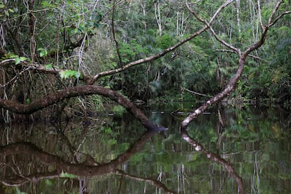 El Parque Nacional Yasuní fue declarado en 1989 como Reserva de la Biosfera y es una de las zonas con mayor biodiversidad por metro cuadrado del planeta.