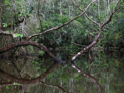 El Parque Nacional Yasuní fue declarado en 1989 como Reserva de la Biosfera y es una de las zonas con mayor biodiversidad por metro cuadrado del planeta.