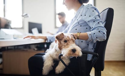 Una trabajadora en la oficina con su perro. Getty Images