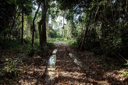 Da Transamazônica é possível ver dezenas de ramais na mata por onde entram e saem os caminhões e máquinas que, pouco a pouco, vão carcomendo o interior da floresta. Por fora a mata parece intacta. Por dentro, uma devassa. Há pedaços de tronco e árvores caídas por todas as partes. Marcas de pneu e pacotes de cigarro indicam que a presença de "brancos" na floresta é recente.