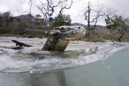 Un dragón de Komodo en la isla Rinca, en el parque nacional Komodo (Indonesia).