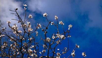 Almendros floridos.