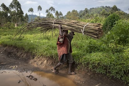 Un niño desplazado lleva fardos de palos por la carretera entre Kitchanga y Mweso en la provincia de Kivu del Norte, en la República democrática del Congo. La sobrecarga de peso, la exposición a químicos o sustancias cancerígenas y los daños músculo-esqueléticos afectan a 79 de los 160 millones niños trabajadores. Los trabajos peligrosos aumentaron también en más de 6,5 millones. “Los niños no son adultos en miniatura. Son niños. Y los daños a la salud en esta edad son especialmente graves porque van a comprometer el desarrollo de esta generación”, critica Joaquín Nieto, director de la Oficina de la Organización Internacional del Trabajo en España.