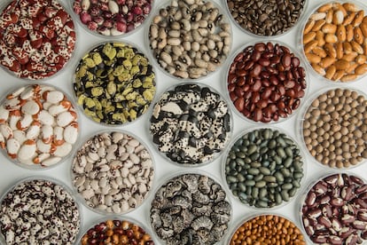 La colección de frijol en el banco de semillas del Centro Internacional de Agricultura Tropical es la más extensa del mundo.