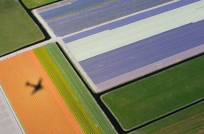 El suelo de los pólderes, los terrenos ganados al mar, se desagua constantemente y es perfecto para los bulbos de tulipán, que requieren tierras húmedas pero bien drenadas. En la imagen, la sombra de una avioneta vista entre los tulipanes en la ciudad holandesa de Lisse, el 15 de abril de 2015.