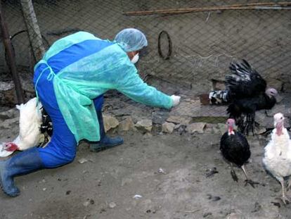 Un trabajador de los servicios veterinarios intenta atrapar aves de corral en Ceamurlia de Jos (Rumania).