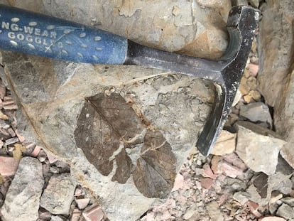 El fósil de una hoja se conserva en las piedras de las minas de Colombia.  