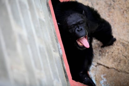 Samantha, una de las chimpances, en el santuario.