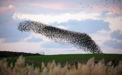 Una bandada de estorninos volando en grupo sobre un campo cerca de Kiryat Gat, al sur de Israel, el 3 de enero de 2020. 