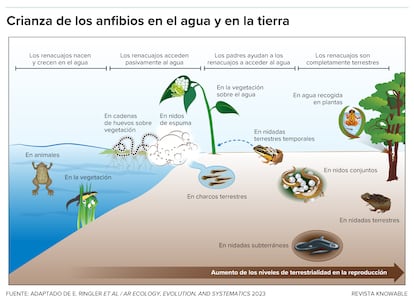 Los anfibios han desarrollado una amplia variedad de comportamientos de cuidado parental tanto en el agua como en la tierra.