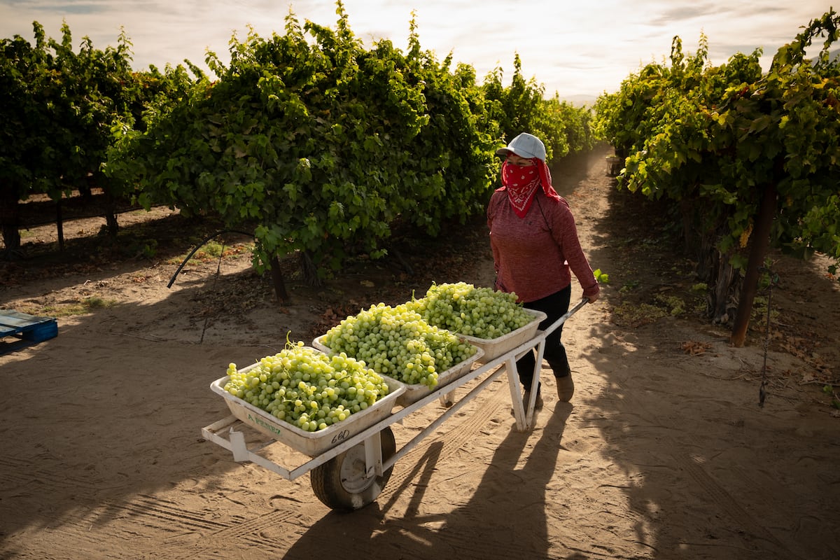Defying fear in California's fields, ground zero of Trump's immigration paradox