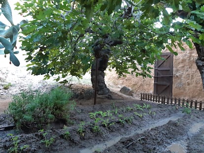 La higuera de la casa-museo natal del poeta en una imagen cedida por la  Universidad Miguel Hernández (UMH).