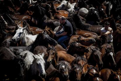 Se aprovecha el corte de pelo de los caballos para proceder también a extraerles parásitos y vacunarlos, con ánimo de mejorar su calidad de vida en libertad y elaborar un control del número y tamaño de las poblaciones.