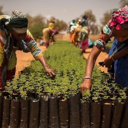 La Gran Muralla Verde