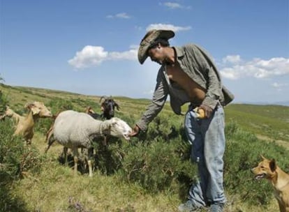 João Almeida, con su rebaño y su perro en los campos del macizo orensano.