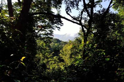 La espesura del Bosque Impenetrable de Bwindi