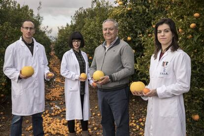 Los investigadores Antonio López, Estela Pérez, Manuel Talón y Victoria Ibáñez, en el IVIA.